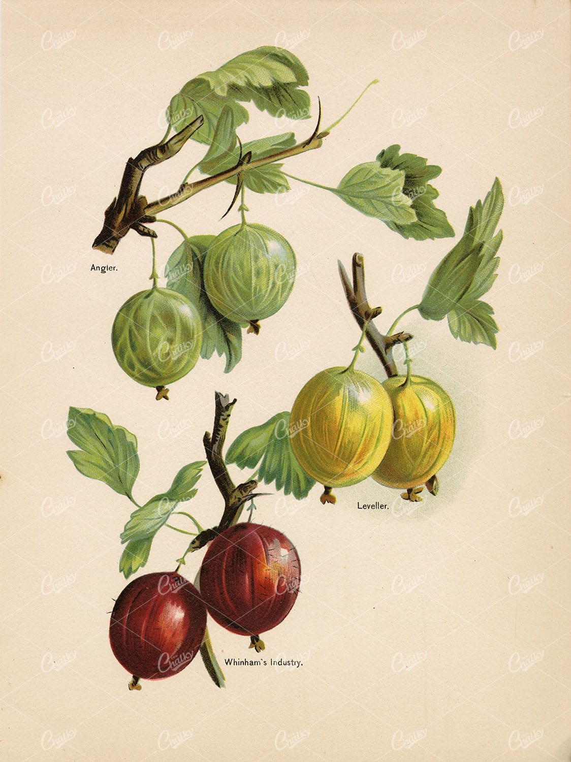 BOTANICAL Victorian Artwork - Original Gooseberries Victorian Print
