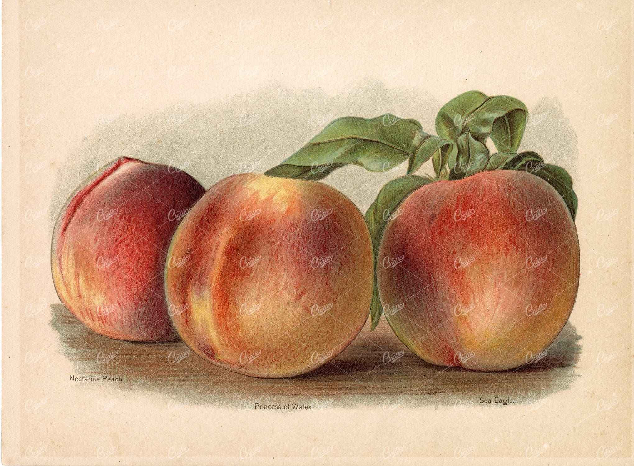 ANTIQUE Botanical Garden Fruits Artwork - Peach / Peaches Victorian Art