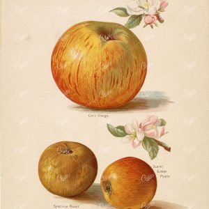 GARDEN FRUITS - Victorian Original Print - Apple / Apples 1890 Lithograph