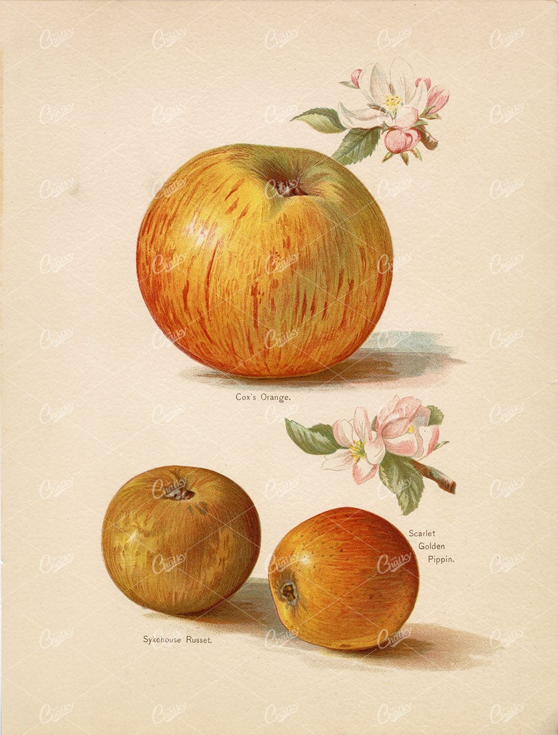 GARDEN FRUITS - Victorian Original Print - Apple / Apples 1890 Lithograph