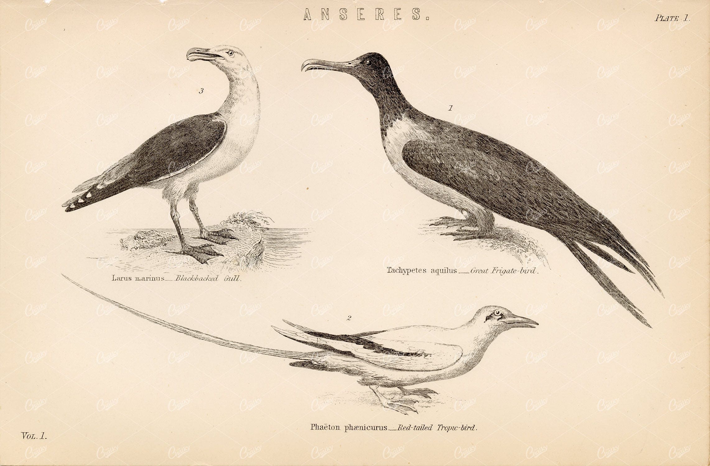 BIRDS Anseres - Blackbacked Gull, Great Frigate, Red-Tailed Tropic Bird