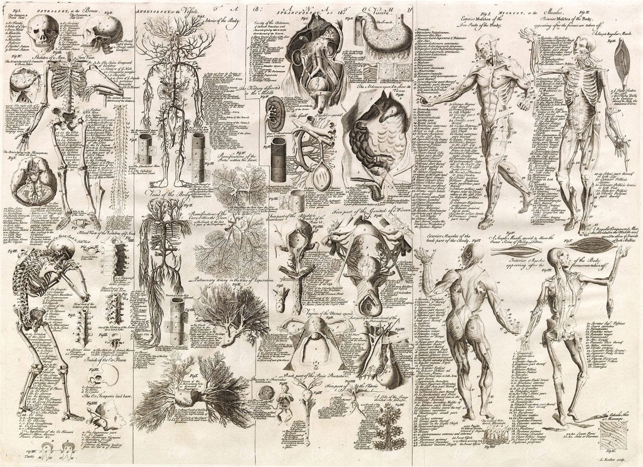 1750 ANATOMY - Large Detailed Skeleton, Nerves, Muscles - Antique Print