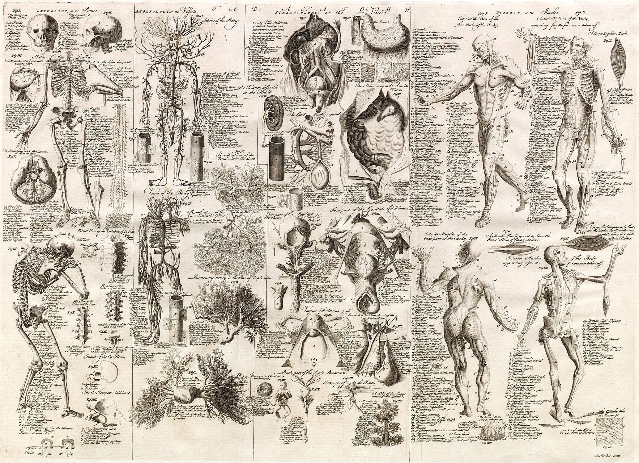 1750 ANATOMY - Large Detailed Skeleton, Nerves, Muscles - Antique Print