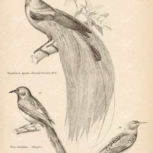 BIRDS - Emerald Paradise Bird, Magpie, Starling Antique 1880s Print