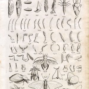 ANTIQUE Engraving of Various Insect Parts - Original 1791 Rare Print