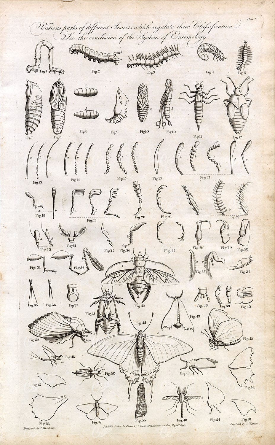 ANTIQUE Engraving of Various Insect Parts - Original 1791 Rare Print
