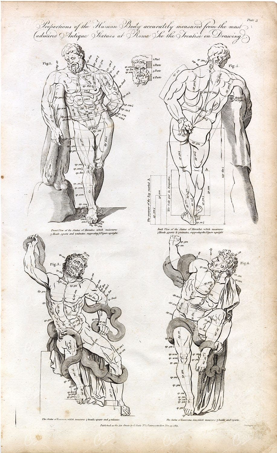 SATUES of ROME - Proportions of the Human Body - ANTIQUE Anatomy Print
