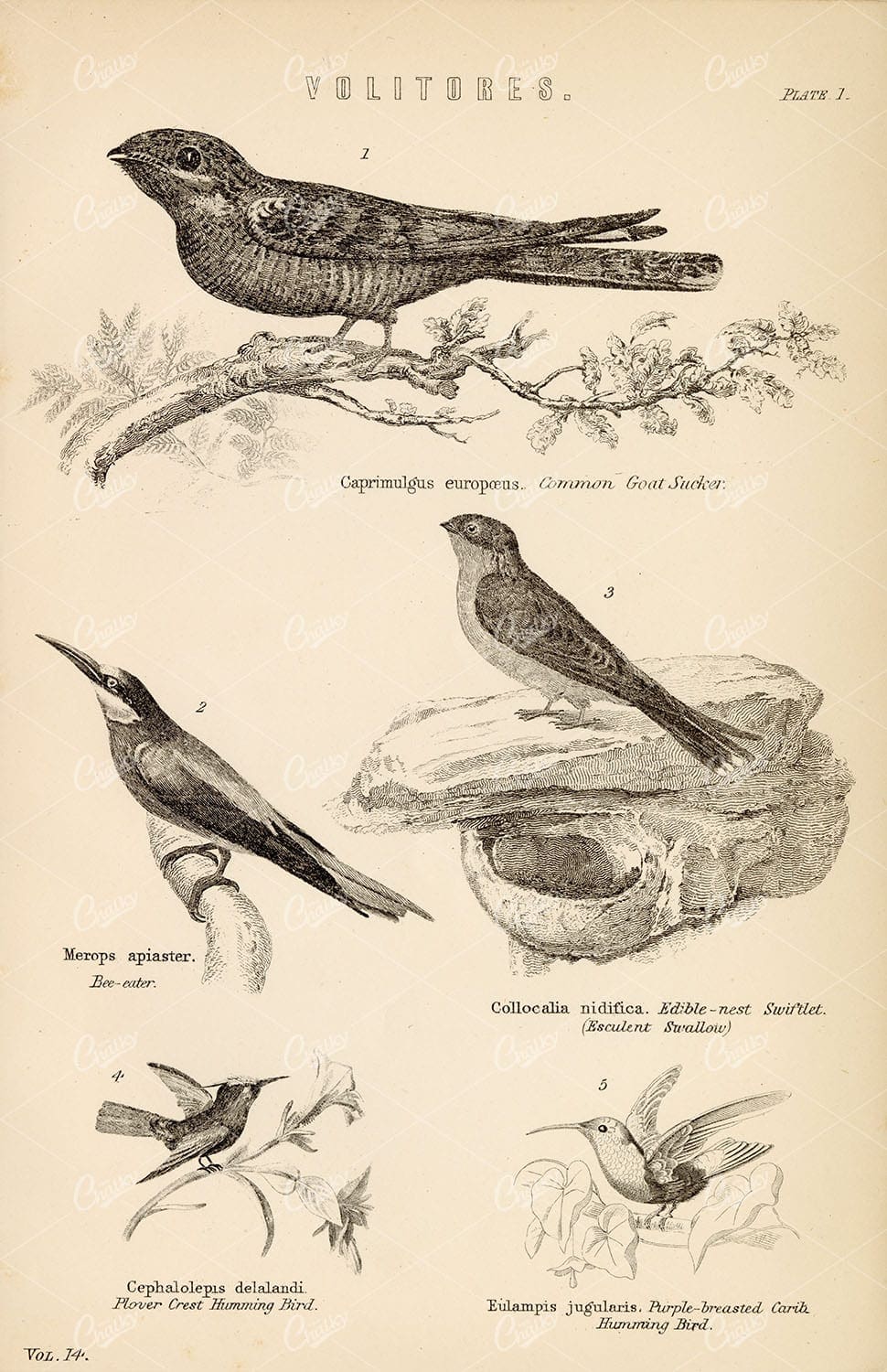 BIRDS - Goat Sucker, Swallow, Hummingbird. Antique 1880s Print