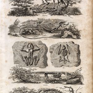 SKELETON of Hedgehod, Lizard, Bat, Frog, Crocodile and Dog - Antique Print