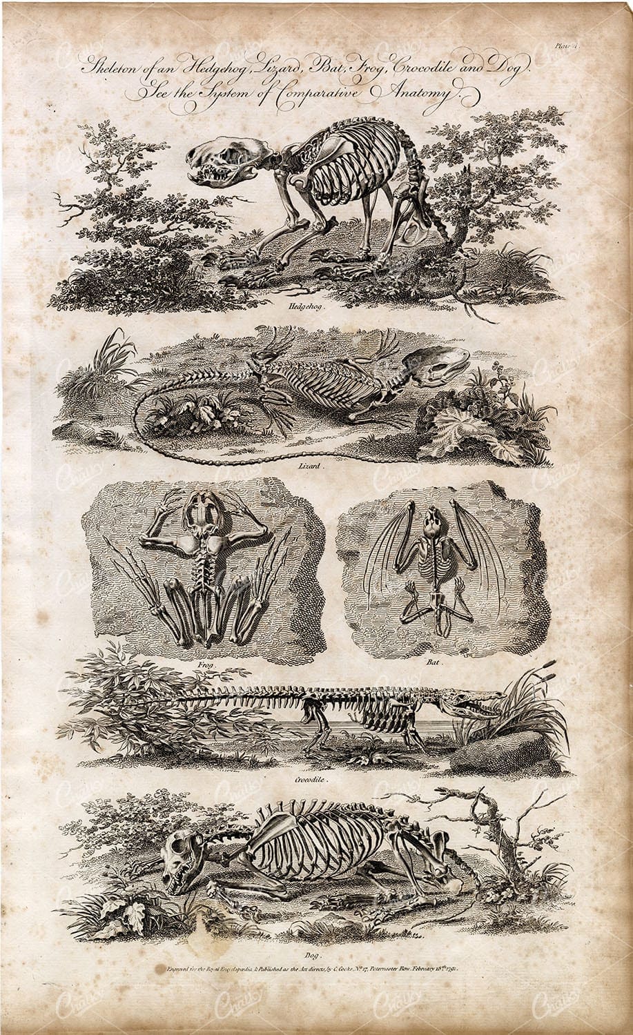 SKELETON of Hedgehod, Lizard, Bat, Frog, Crocodile and Dog - Antique Print