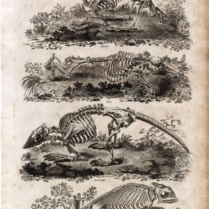 SKELETON of Rabbit, Mole, Armadillo and Chameleon - RARE Antique Print
