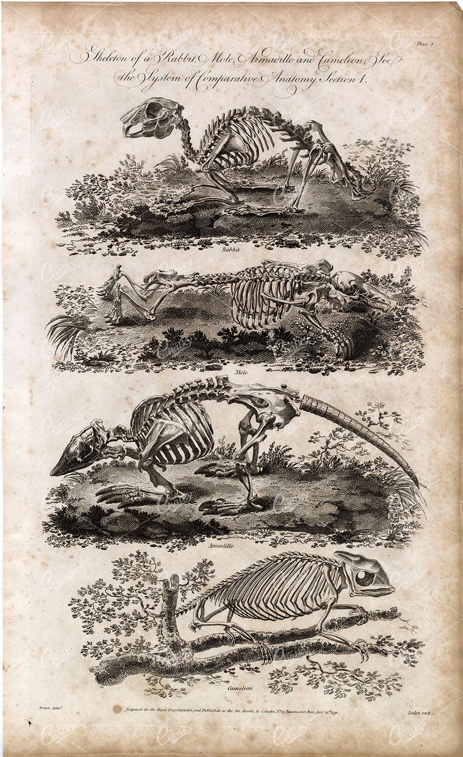 SKELETON of Rabbit, Mole, Armadillo and Chameleon - RARE Antique Print