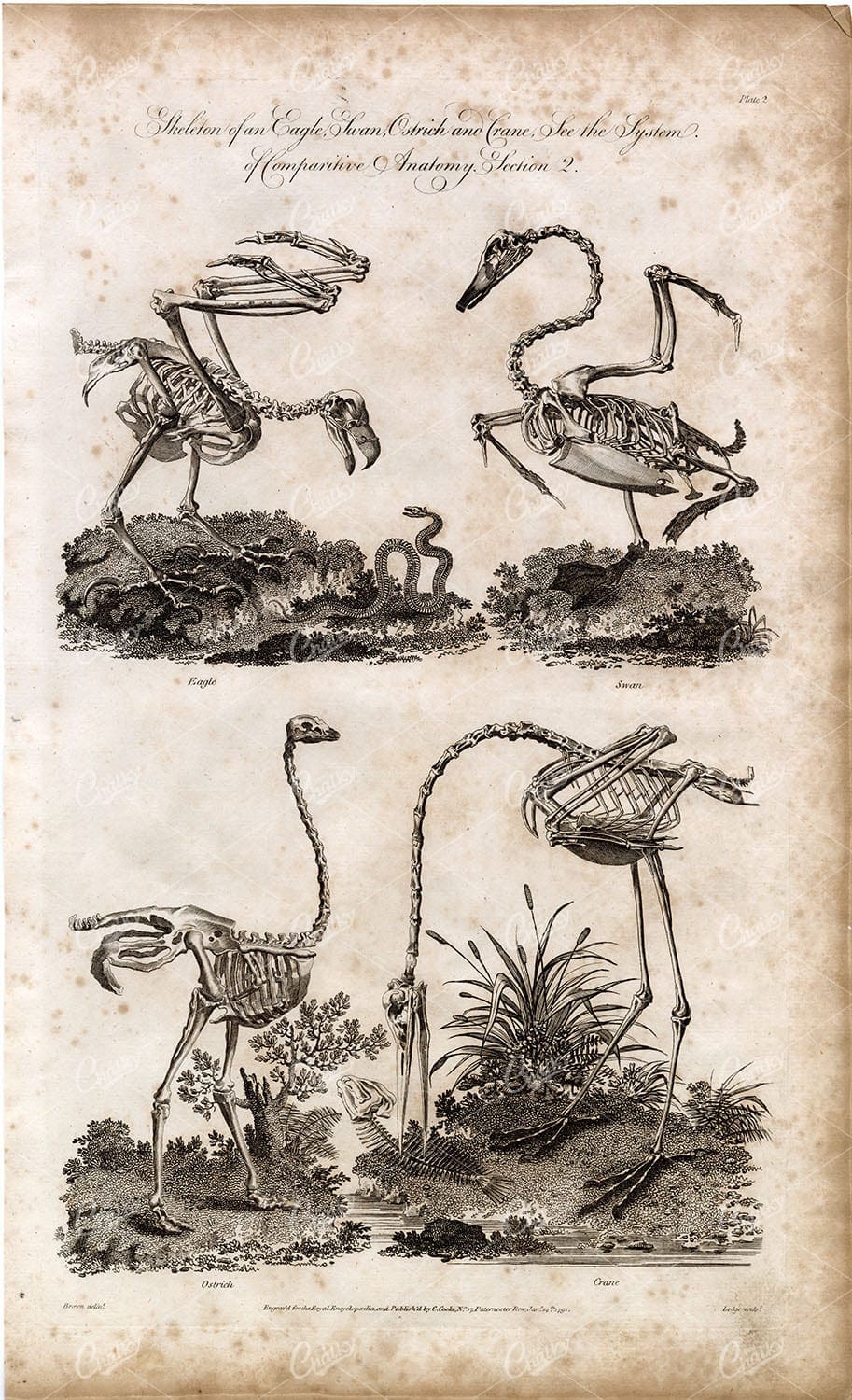 SKELETON of Eagle, Swan, Ostrich and Crane - Antique Animal ANATOMY Print