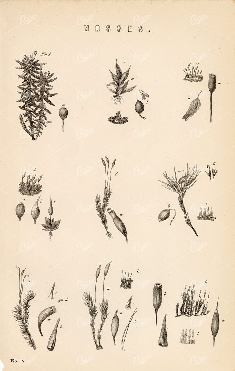 BOTANICAL Antique Print Variety of Mosses. 1880 Encyclopaedia Art