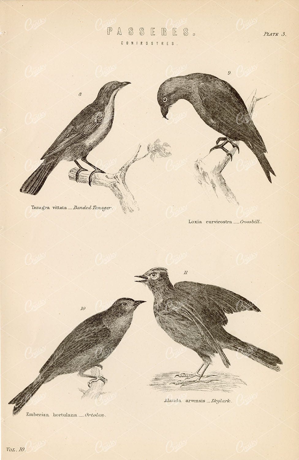 BIRDS - Banded Tanager, Crossbill, Ortolan, Skylark. Antique 1880s Print