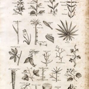 BOTANY - Leaves, Stems, and Roots - ANTIQUE Botanical Print 1791