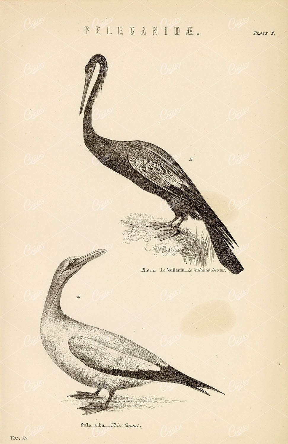 PELICAN Birds - White Gannet, Le Vaillants Darter. Antique 1880s Print