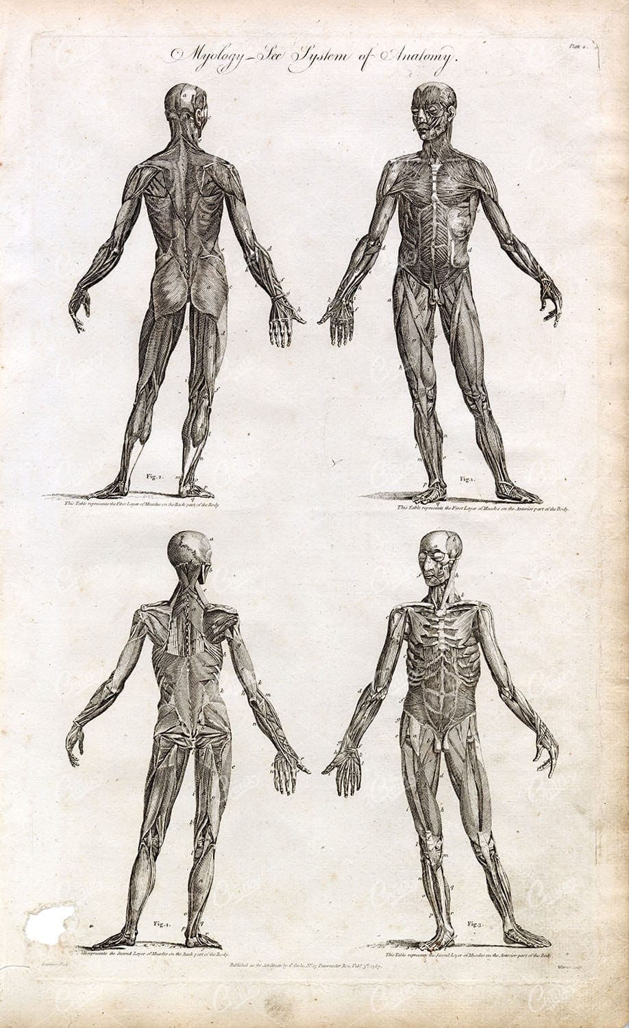 ANATOMY - Antique Human Myology Print - Rare Full Body Engraving 1791