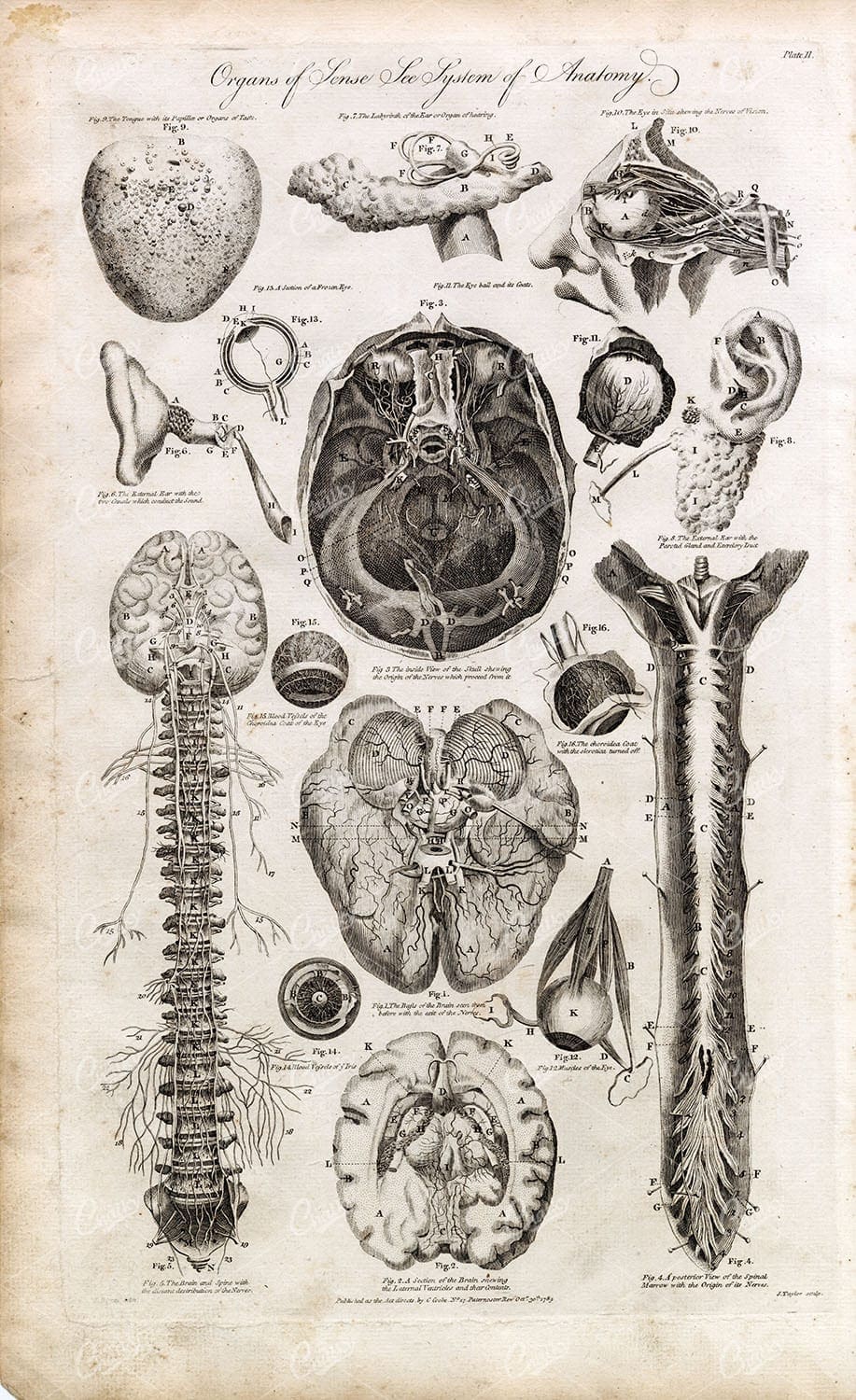 HUMAN ANATOMY - Organs of Senses (Brain, Spine, Eyes, Ears) 1791 Print