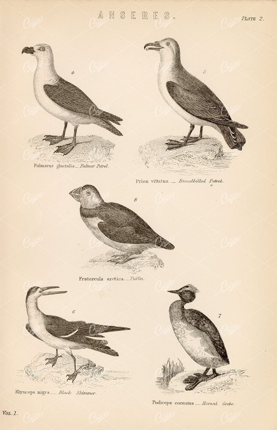 ANSERES Birds - Petrel, Puffin, Black Skimmer, Horned Grebe 1800s Print