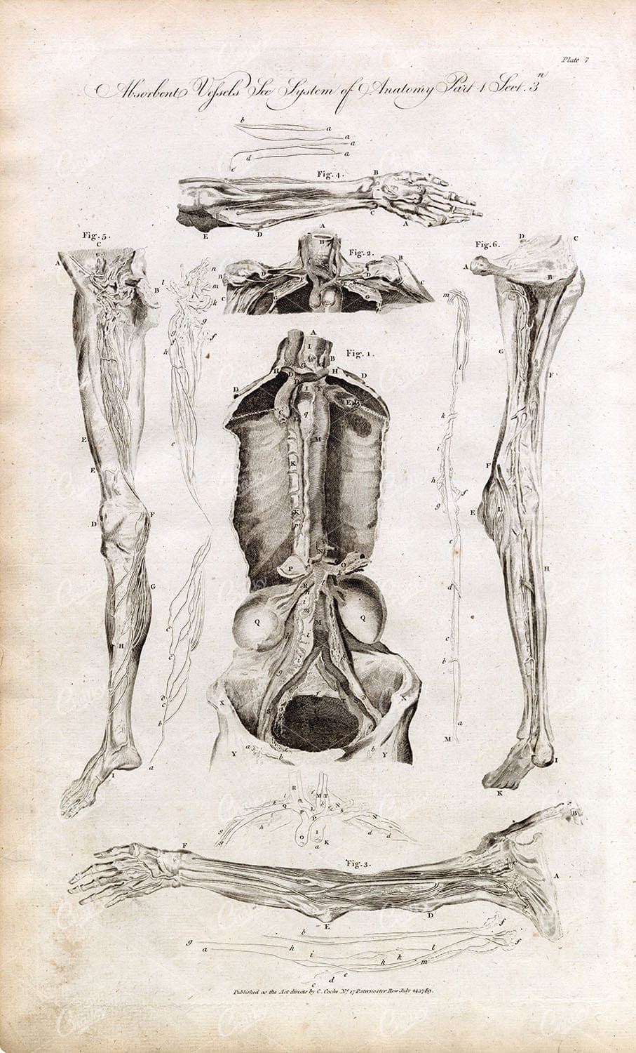 HUMAN ANATOMY - Vessels (Arms, Legs, Fet, Hands, Torso) Rare 1791 Print