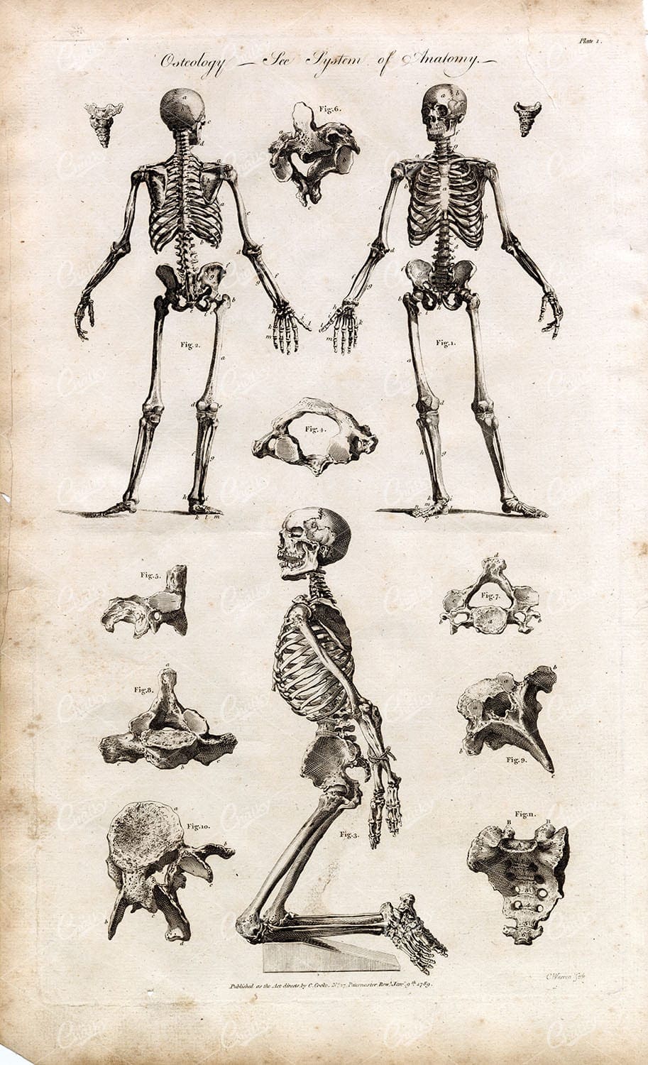 HUMAN ANATOMY - Full Body Skeleton (Osteology) - 1791 Engraving