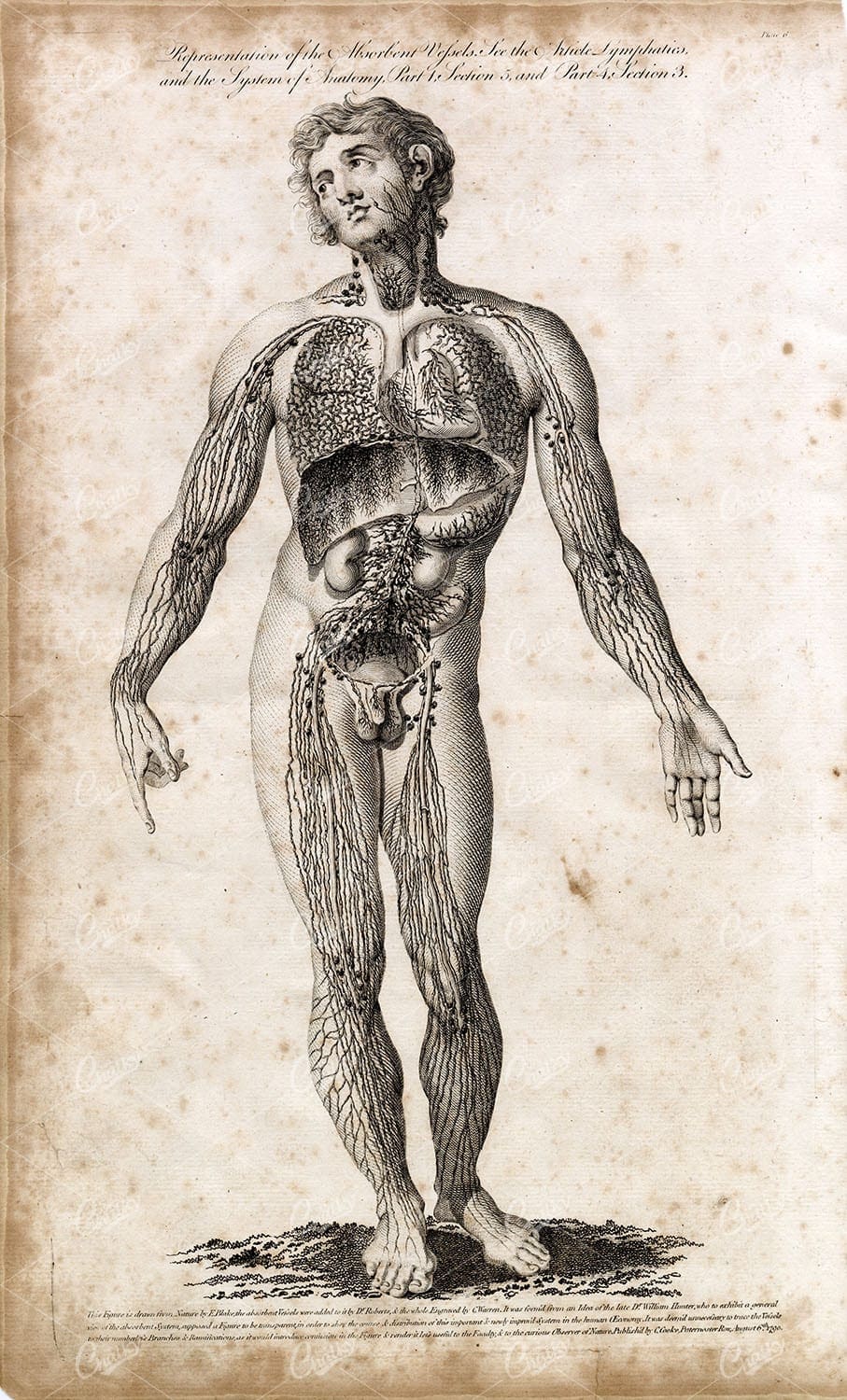 HUMAN ANATOMY - Full Body Blood Vessels / Veins - RARE 1791 Antique Art