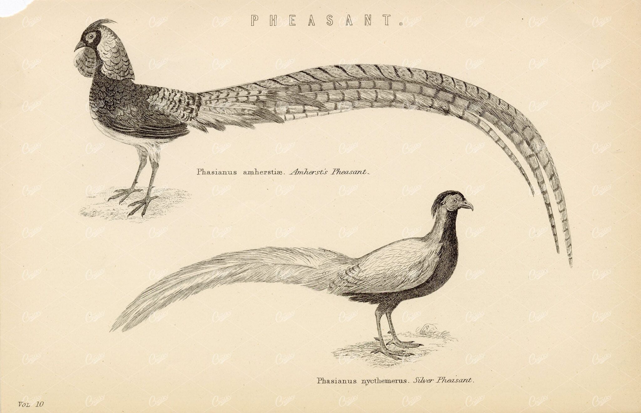 PHEASANT Birds - Amherst's and Silver Pheasant. Antique 1880 Print