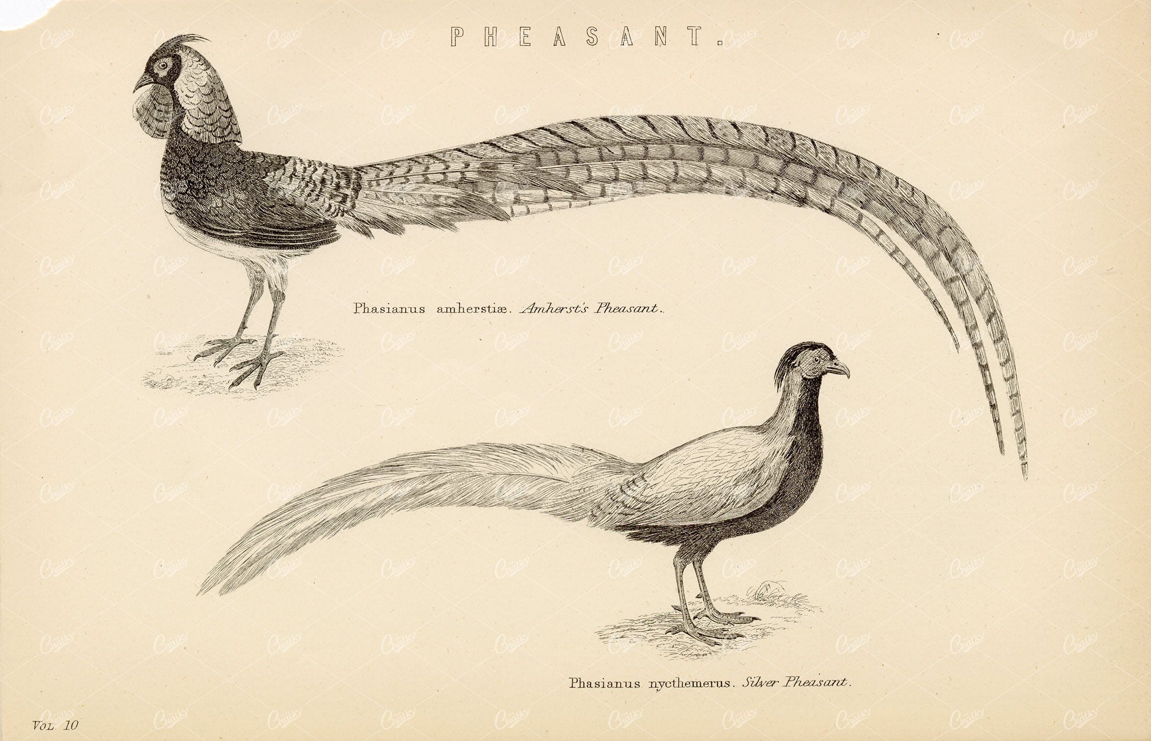 PHEASANT Birds - Amherst's and Silver Pheasant. Antique 1880 Print
