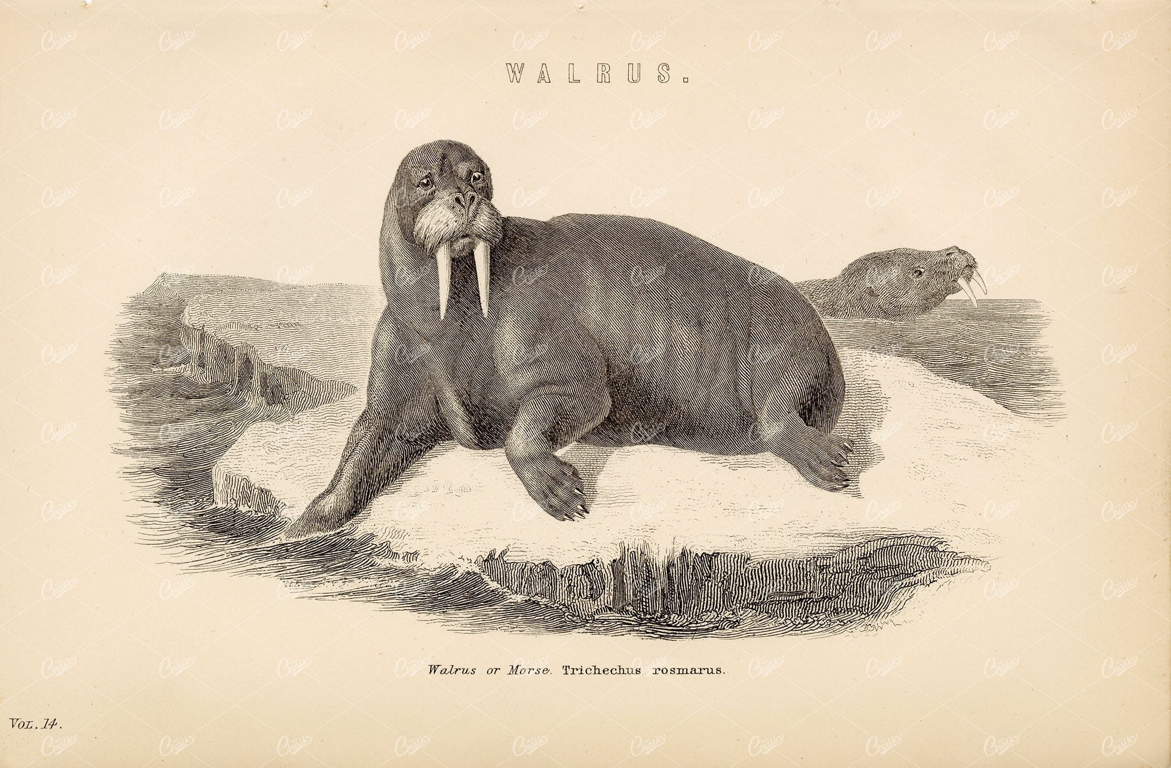 WALRUS or Morse Trichechus Rosmarus. Antique 1880 Print