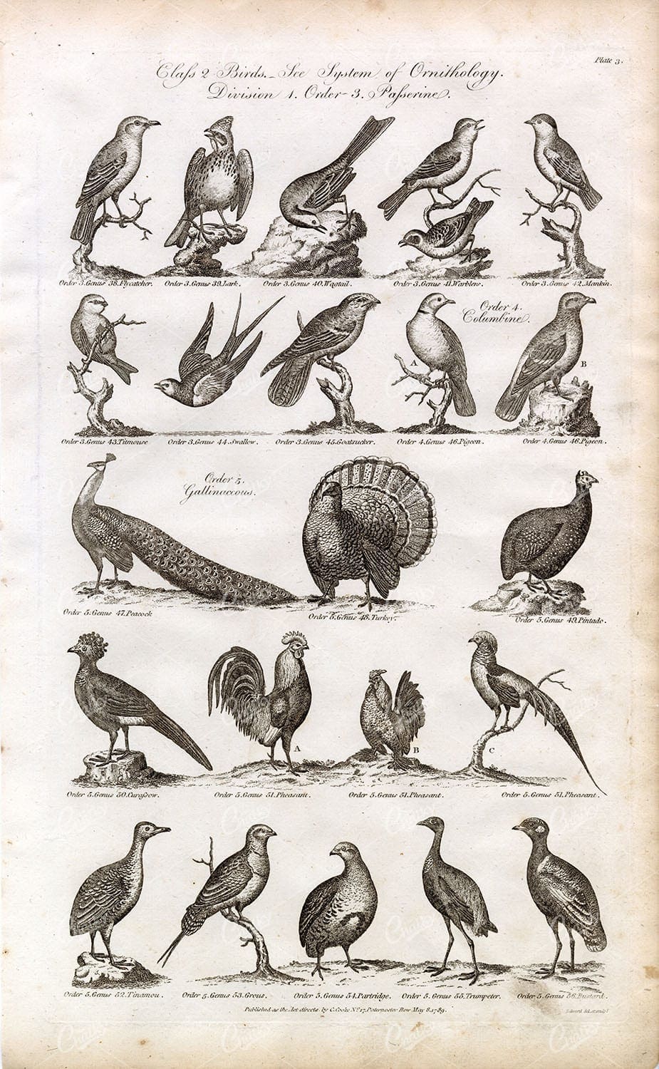 ANTIQUE Birds Engraving - Swallow, Turkey, Peacock, Pheasant - 1791 Print