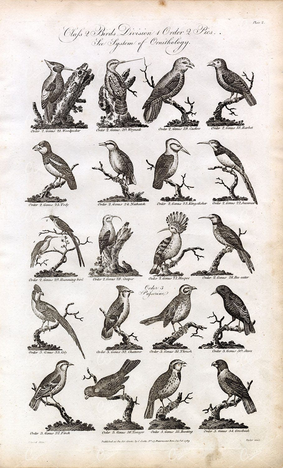 BIRDS Engraving - Woodpecker, Kingfisher, Jacamar, Humming-Bird - 1791