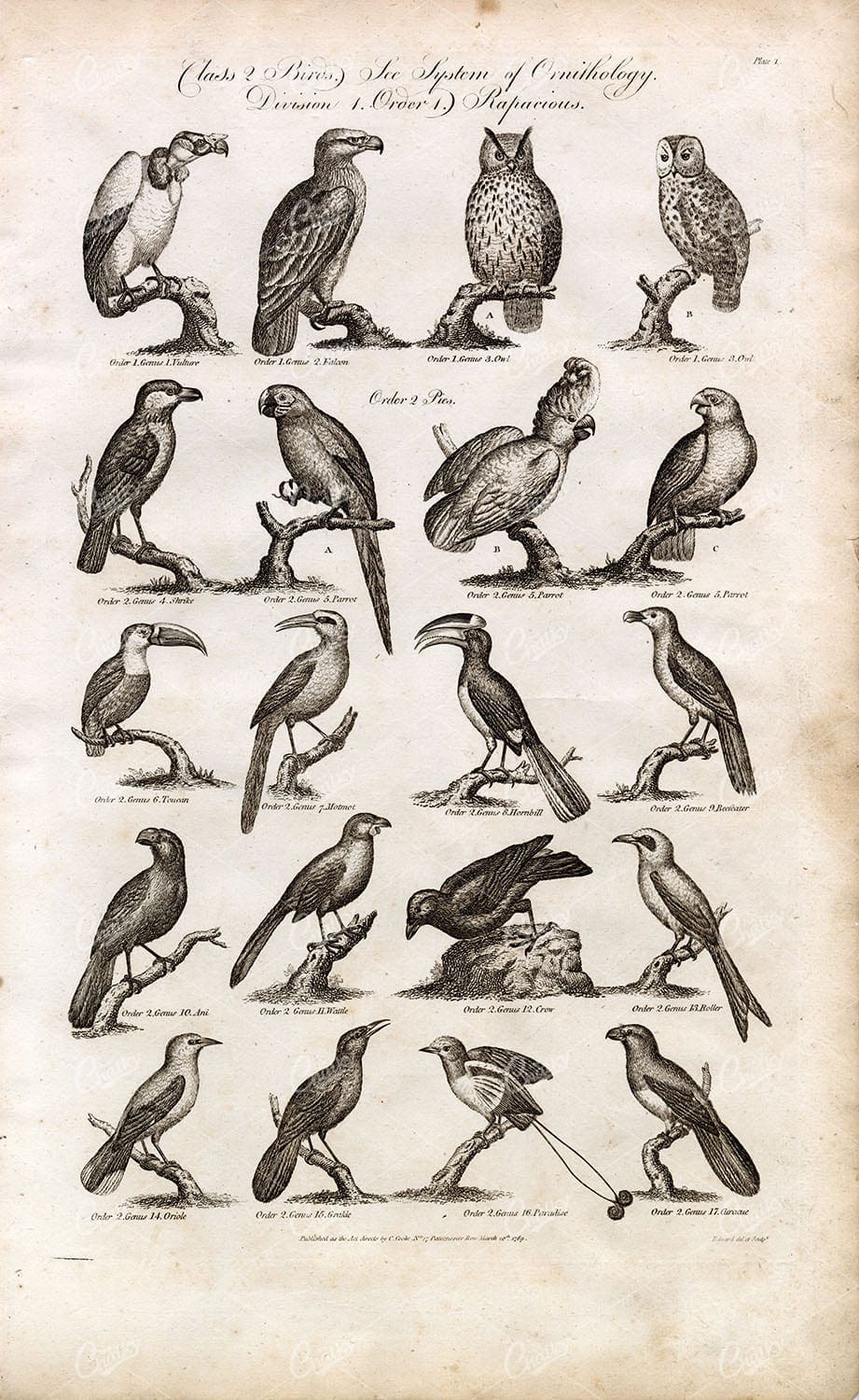 ANTIQUE Birds Print - Vulture, Owl, Parrot, Toucan, Paradise - 1791