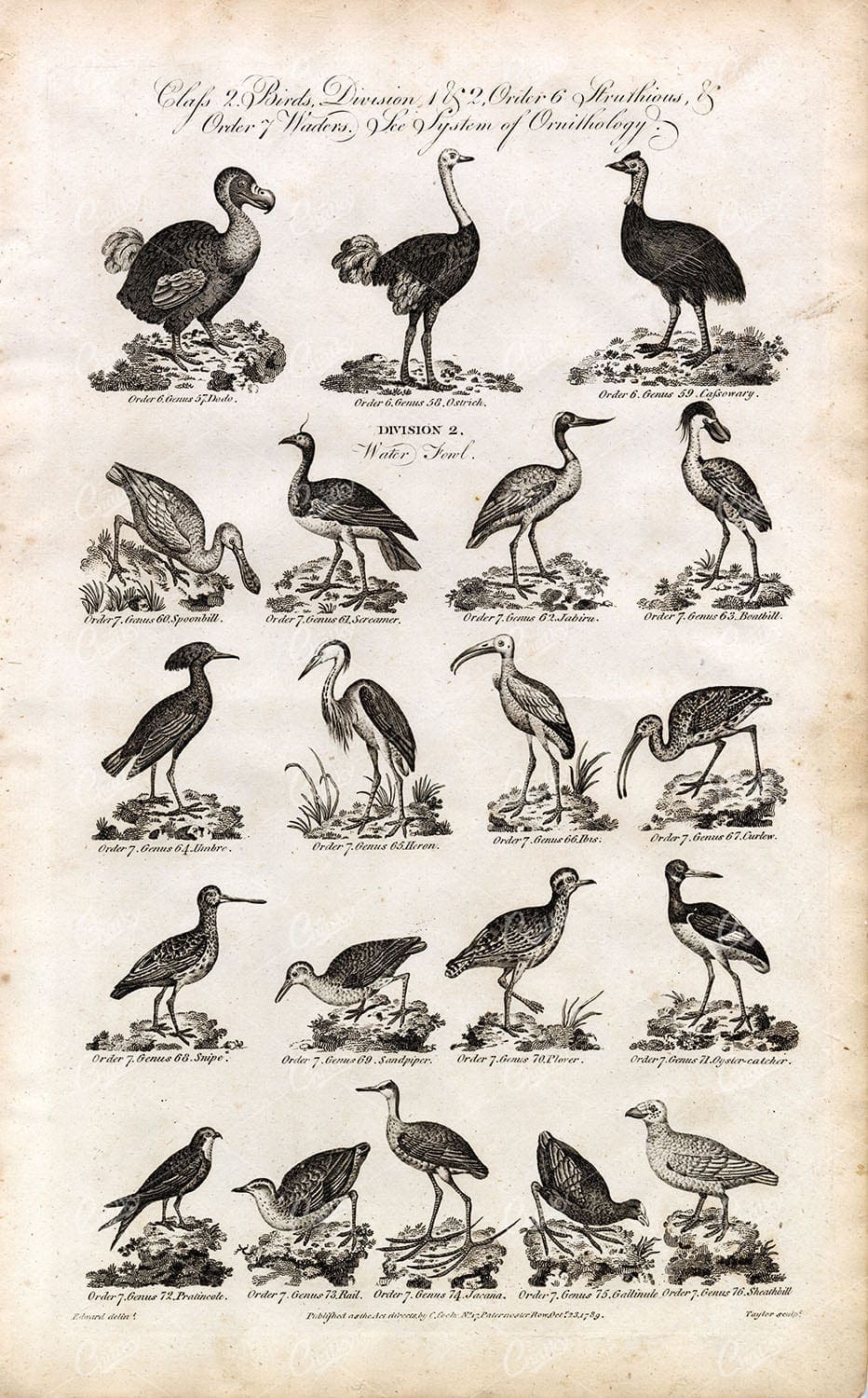 ANTIQUE Birds Print - Dodo, Ostrich, Heron, Cassowary - 1791 Engraving