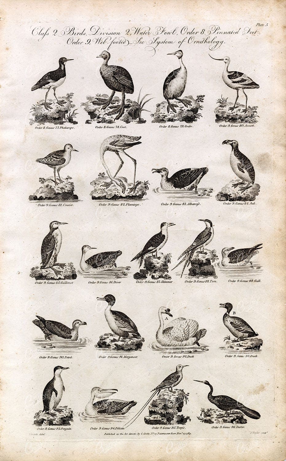 OLD Birds Print - Coot, Flamingo, Awk, Tropic, Penguin, Duck - 1791 Artwork