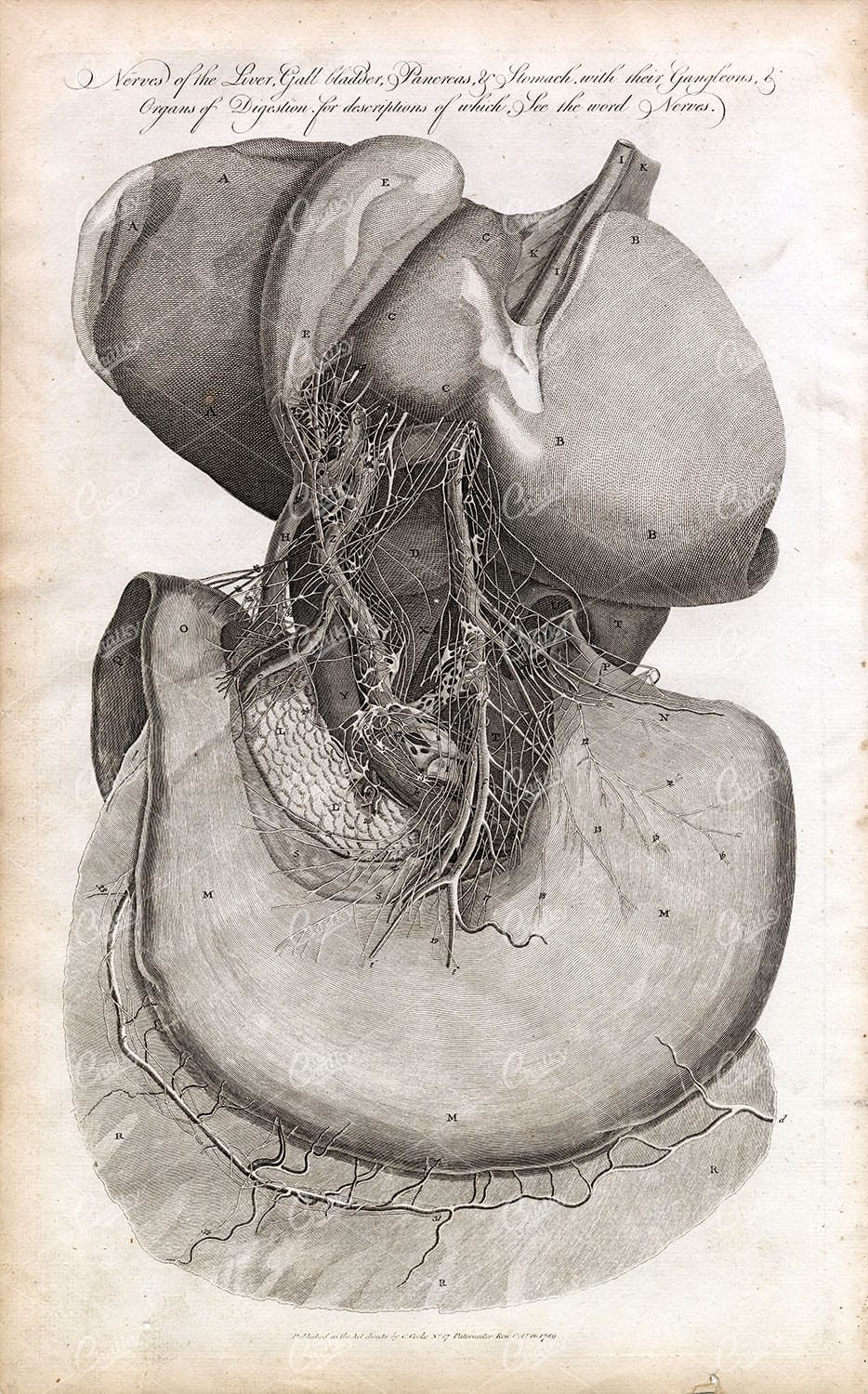 ANATOMY - Nerves of Liver, Gall Bladder, Pancreas and Stomach - 1791 Print