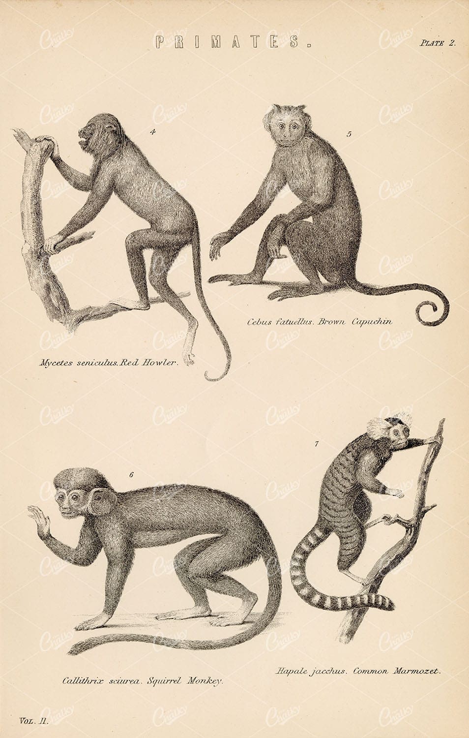 PRIMATES Red Howler, Capuchin, Squirrel Monkey, Marmozet. 1880 Print