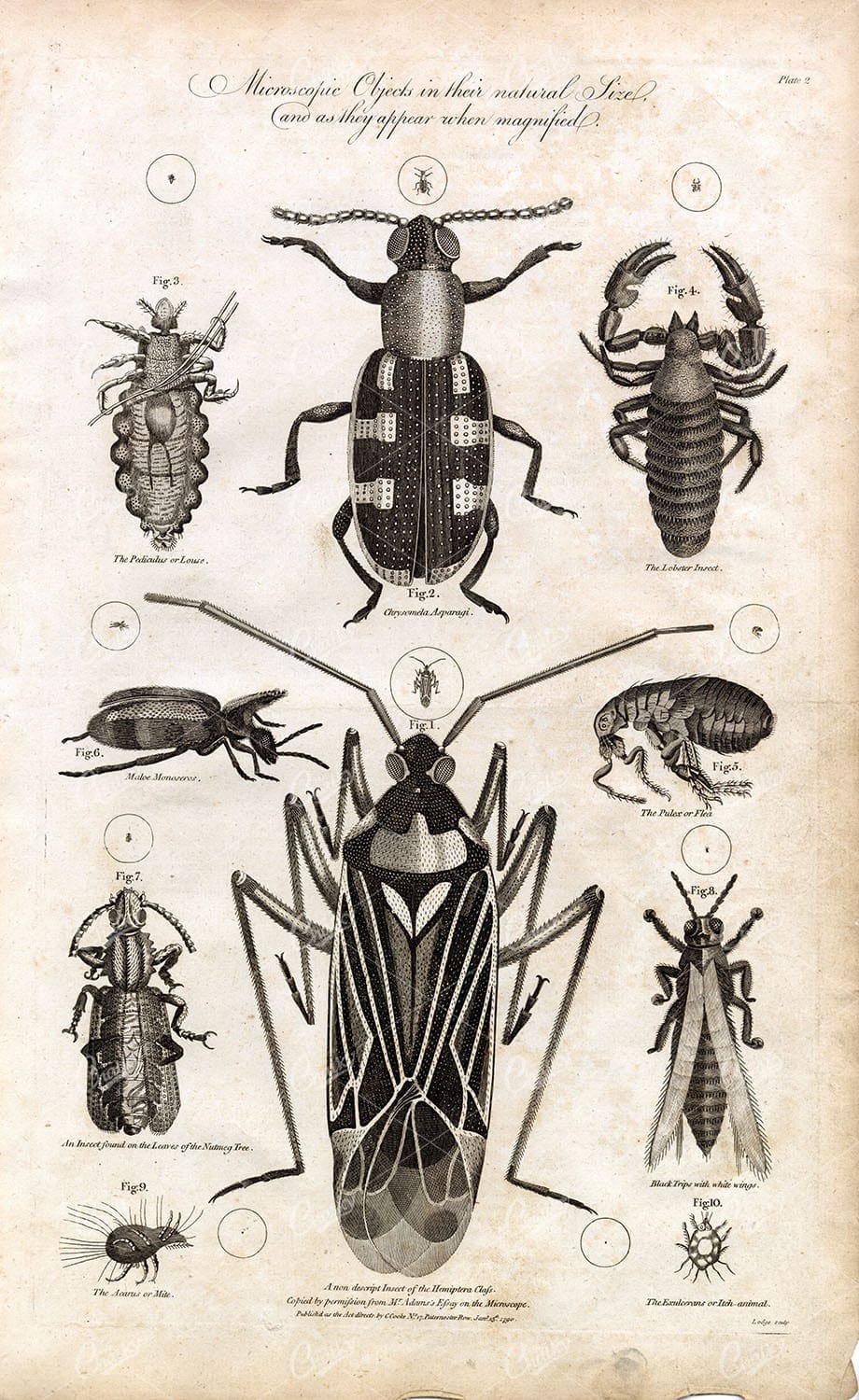 INSECTS - Impressive Microscopic Insects Antique Print 1791