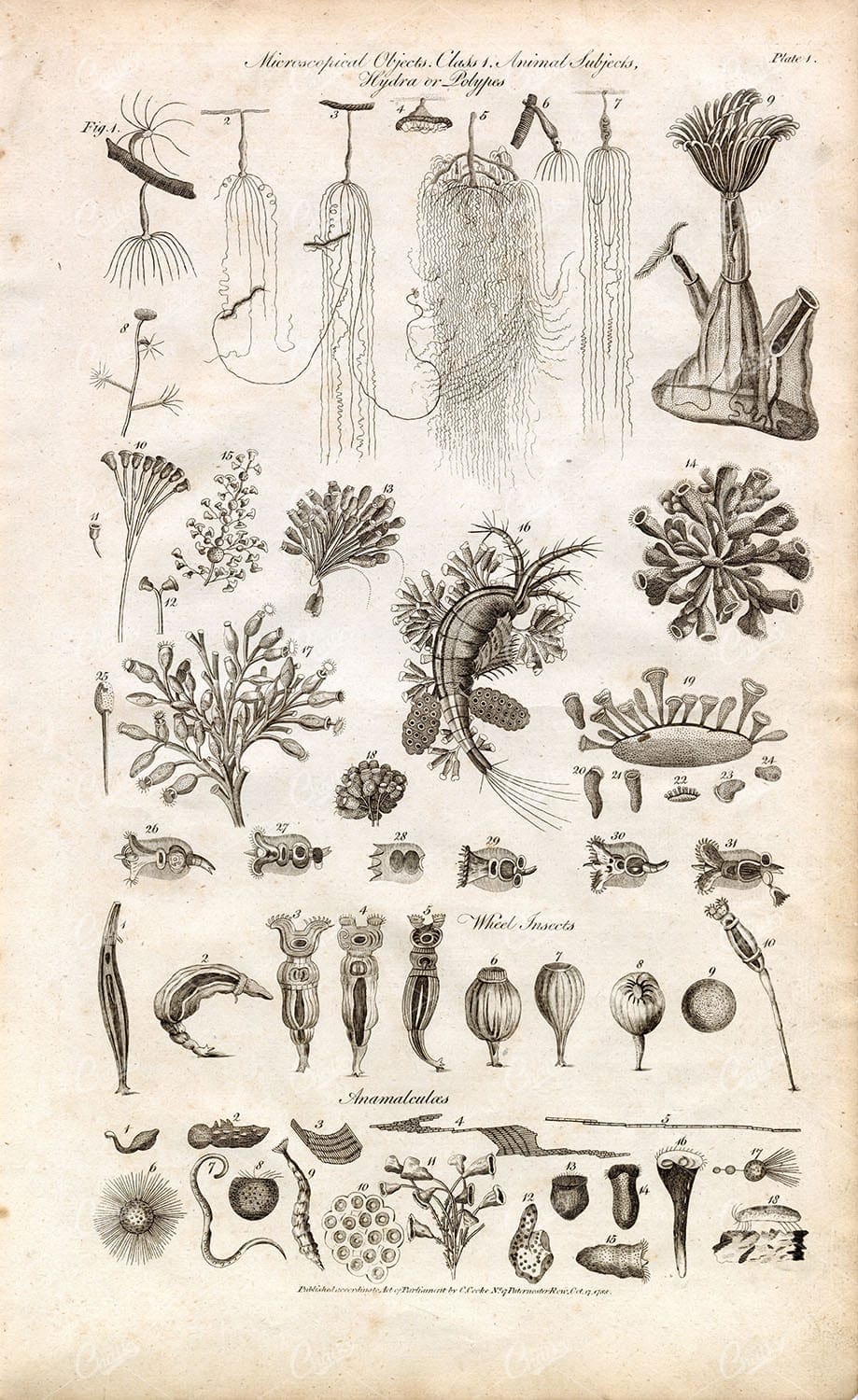 MICROSCOPIC Objects - Animal Subjects, Hydra, Polypes - Antique 1791 Art