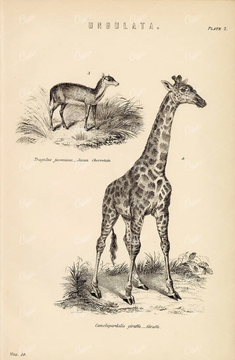 African and Asian Mammals Chart – Hoofed Animals Natural History