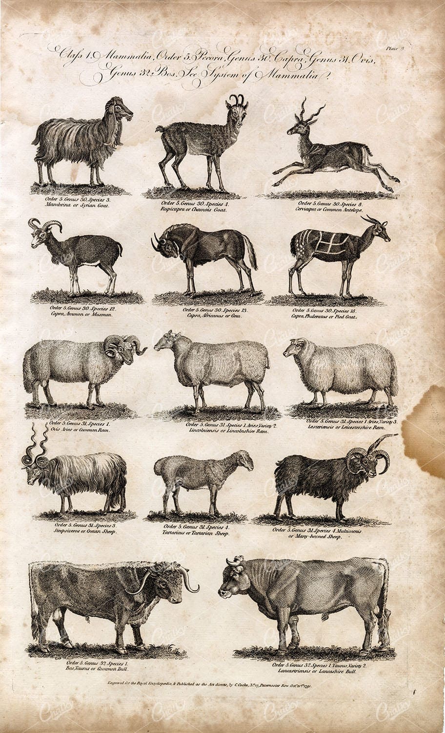 MAMMALIA - Goat, Sheep, Ram, Bull - Antique 1791 Print of Mammals