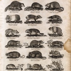 RABBIT, Hare, Squirrel, Mouse, Rat, Guinea Pig - Antique Mammal Print 1791