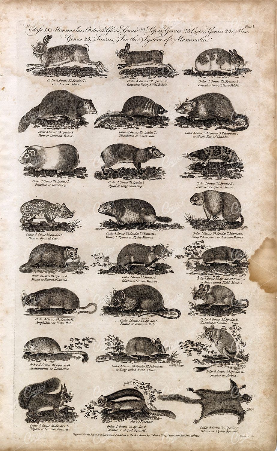 RABBIT, Hare, Squirrel, Mouse, Rat, Guinea Pig - Antique Mammal Print 1791