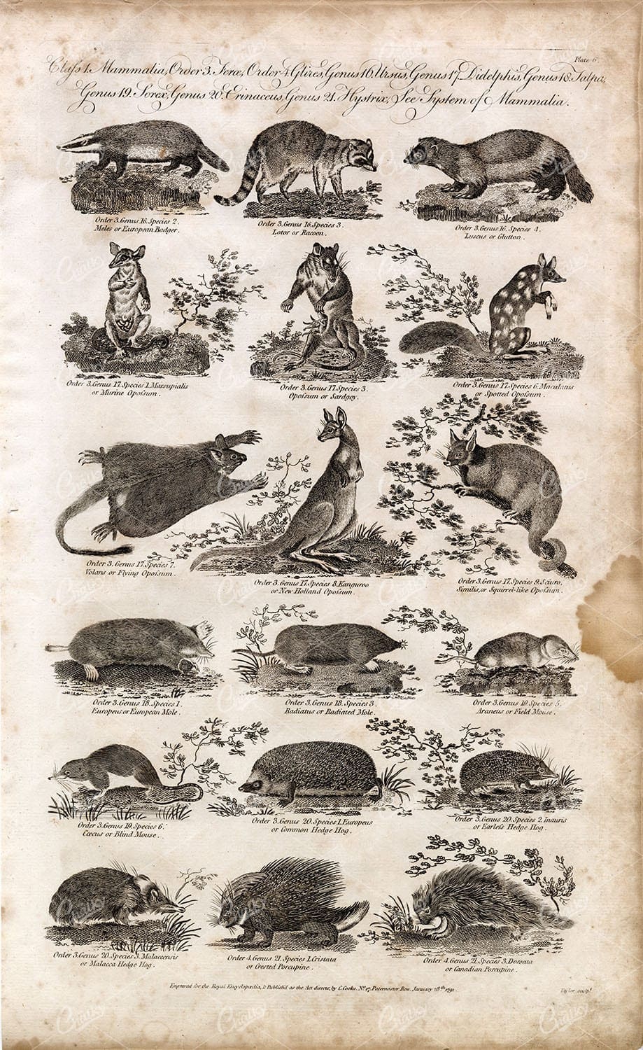 KANGAROO, Mouse, Mole, Hedge Hog, Badger, Raccoon - Antique Mammalia Print