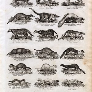 BEAR, Ferret, Otter, Skunk, Lynx, Weasel, Civet - Antique 1791 Mammalia