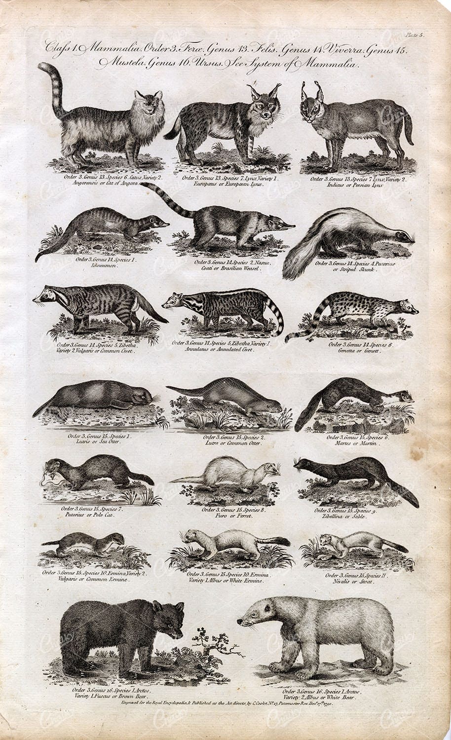 BEAR, Ferret, Otter, Skunk, Lynx, Weasel, Civet - Antique 1791 Mammalia