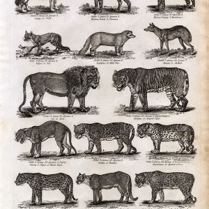 LION, Leopard, Jackal, Wolf, Tiger, Panther - Antique Wildlife Print 1791