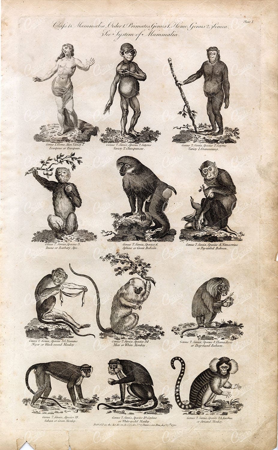 PRIMATES - Chimpanzee, Baboon, Ape - Antique 1791 Mammal Engraving