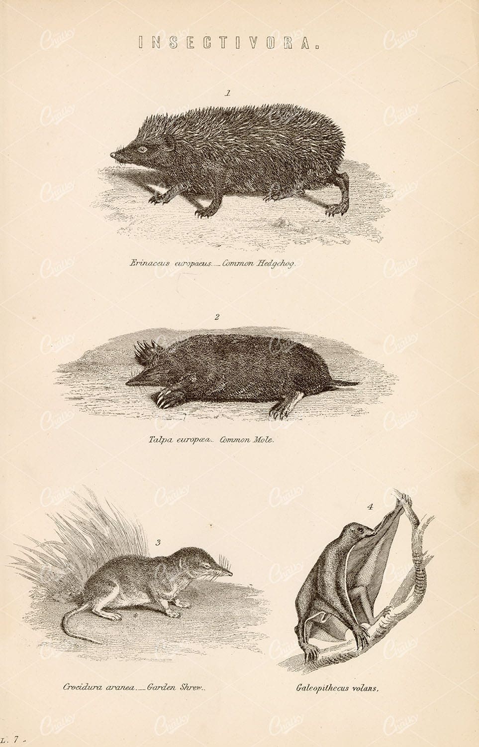 MAMMALS Insectivora - Hedgehog, Mole, Shrew, Volans. Antique 1880 Print
