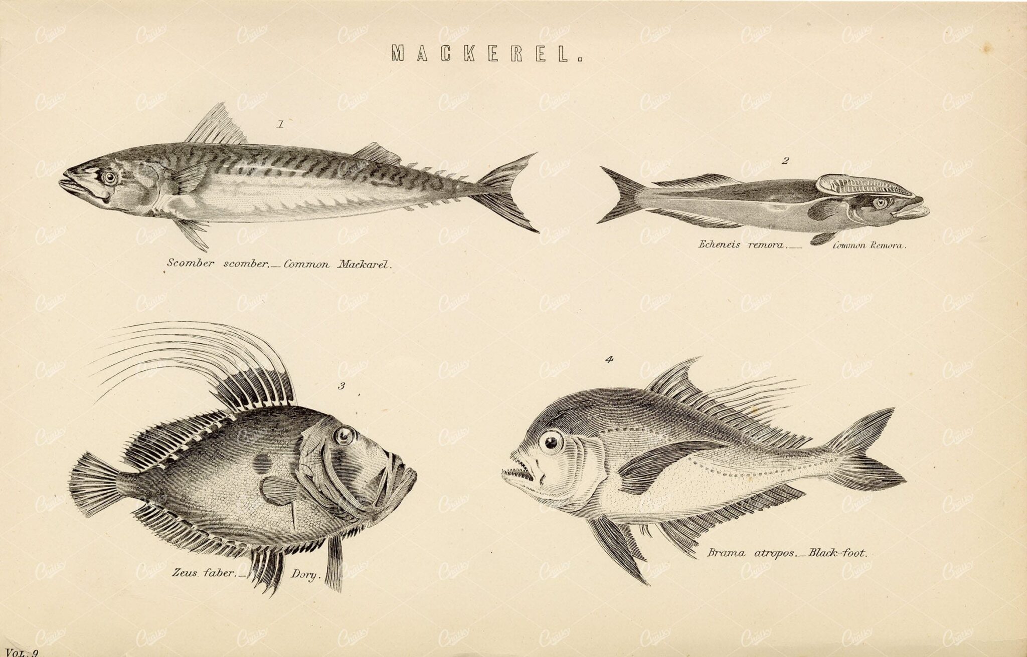FISH Mackerel - Remora, Dory, Black Foot. Antique 1880 Print